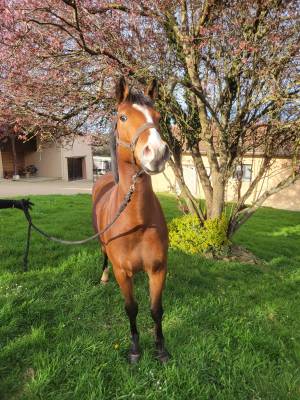 Castrone pfs pony francese da sella in vendita 2021 baio ,  eye catcher de lourcq