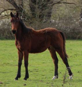 Poulain sf 1 an catchar mail 