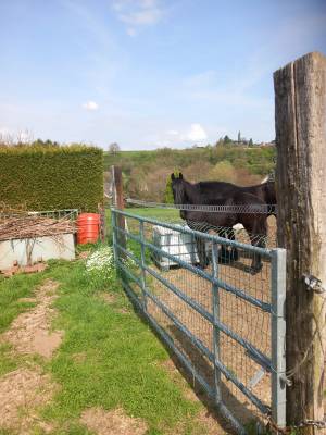 A vendre pouliche frison plein papiers  de mon elevage 