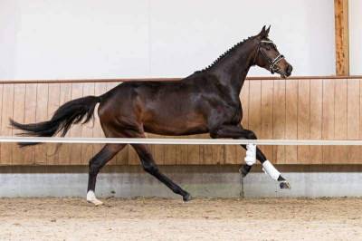 Merrie oldenburger te koop 2019 donker bruin / bai ,  kremlin md