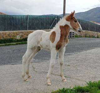 Duque :  semental pio para montas