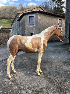 Potro pio palomino
