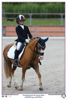 Merrie Andere paarden rassen Te koop 2014 Palomino ,  Shore Brooke Henessy