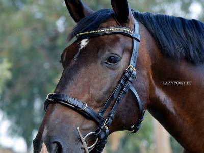Cabezada cavesson académica lazypony/ cavesson bridle