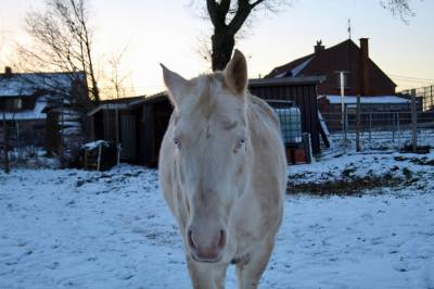 Jument perlino de 7 ans 