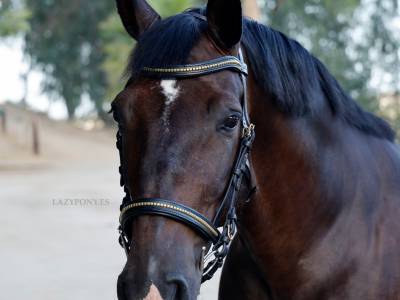 Cabezada anatómica clincher lazypony/ clincher bridle