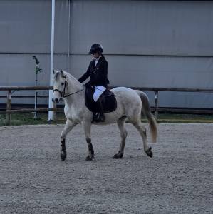 Castrone pfs pony francese da sella in vendita 2018 grigio