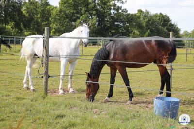 Les écuries de marenoire  