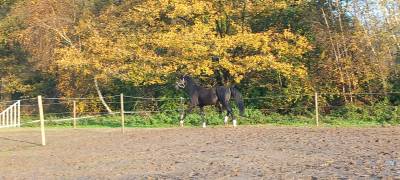 Seth v h argroschot : etalon a origine extra cherche une nouveau chez soi