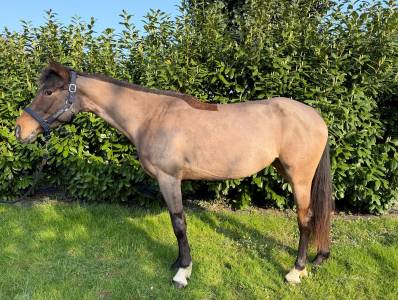Jument autre race de poney a vendre 2019 bai