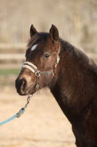 Poney new forest isabelle taille d 