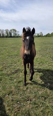 Ruin new forest te koop 2025 isabel ,  l'ancelot du ménage