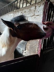 Busco alguien que necesite que cuiden/monten su caballo