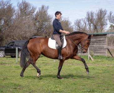 Cavalla pre andaluso in vendita 2019 baio ,  aimar iii