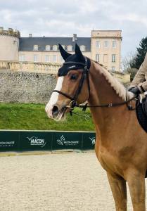 Magnifique hongre 5 ans - cso hunter 