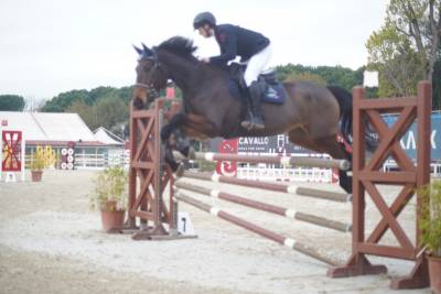 Vendo Cavallo Sella Italiano Castrone 7 anni