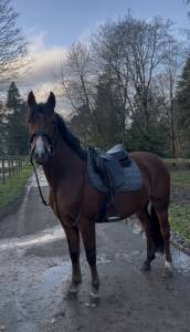 Gelding Other Pony Breed For sale 2021 Bay