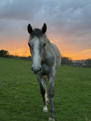 Pouliche cso 2 ans – origines sport – sbs