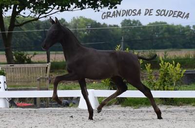  pouliche noire pure race espagnole