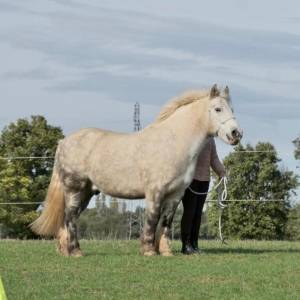 Ruin Ras onbekend Te koop 2015 Schimmel