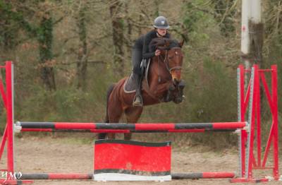 Ruin Franse rijpony PFS Te koop 2021 Donker bruin / bai ,  Champagne d&rsquo;AR cus