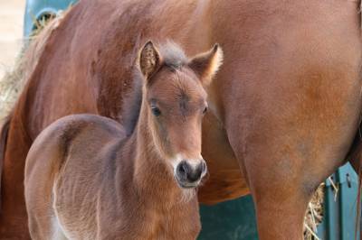 Poulain 2026 - origines dressage poney