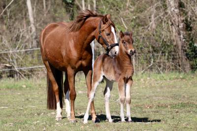 Puledro pfs pony francese da sella in vendita 2026 baio scuro ,  rm most beautiful boy (deu)