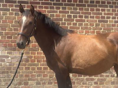 Merrie selle français te koop 2022 donker bruin / bai ,  atome des etisses