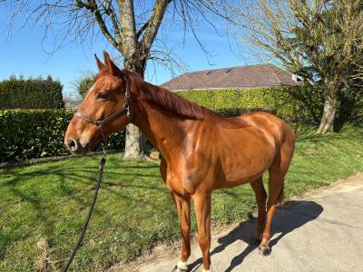 Gelding zangersheide for sale 2019 chesnut