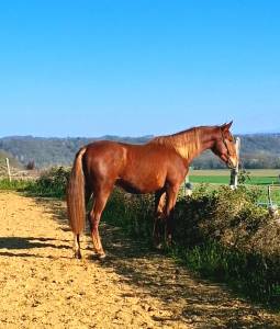 Magnifique pp pre de 2024