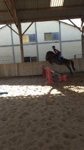 Merrie Bekend ras Te koop 2020 Donker bruin / bai