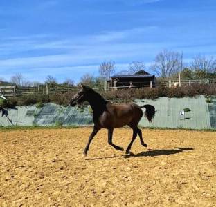 Potranca pre pura raza española en venta 2024 negro por kuieto de la cambre