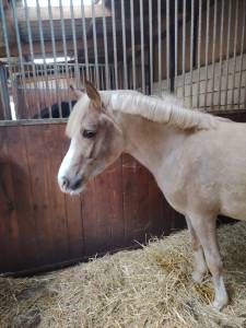 &Eacute;talon DSA Palomino 