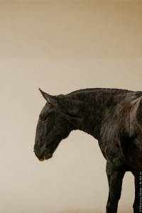 Magnifique pouliche lusitanienne 