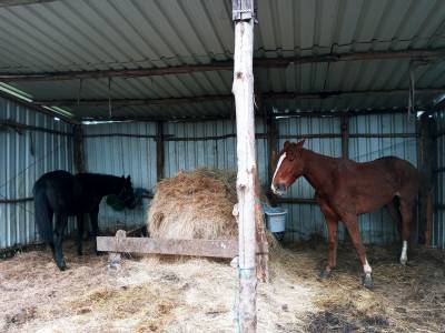 Vendo yegua de salto nacida en 2022