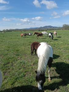 Monitor de equitación en españa 