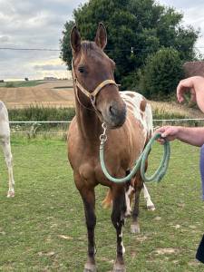 Jument appaloosa de 2022