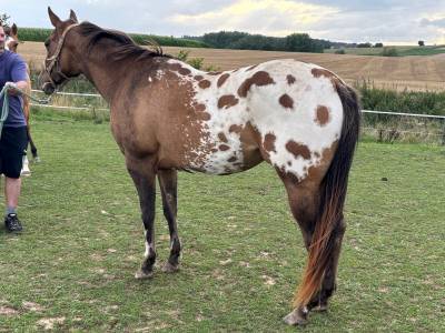 Jument appaloosa de 2022