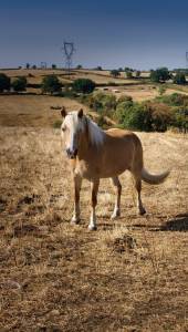 Merrie Haflinger Te koop 2015 Vos