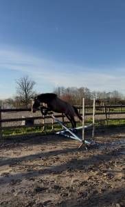 Ruin Welsh Partbred Te koop 2023 Schimmel