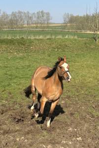 Jument appaloosa pp (aphc) de 2024