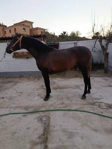 Potro pura raza español 