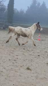 Entire Origin Recorded For sale 2023 Coloured