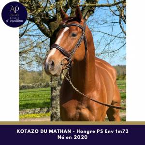 Gelding thoroughbred for sale 2020 chesnut