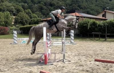 Castrone, 4 anni, zangersheide