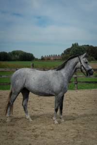 Jument z de 4 ans 