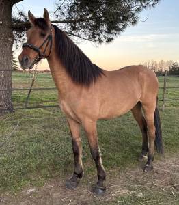 Castrone altre razze di cavalli in vendita 2018 palomino
