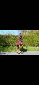 Stallone KWPN Cavallo da Sport Neerlandese In vendita 2023 Sauro ,  New pleasure