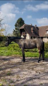 Ruin Franse rijpony PFS Te koop 2022 Bruin / Bai ,  UNDER COVER FAST