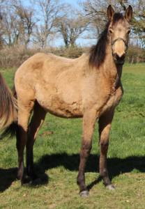 Puledra sella francese in vendita 2025 isabella